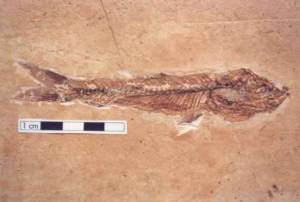 Dastilbe elongatus - peixe fóssil encontrado na Chapada do Araripe.